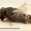 Image de Echthroplexis puncticollis (Thomson 1876)