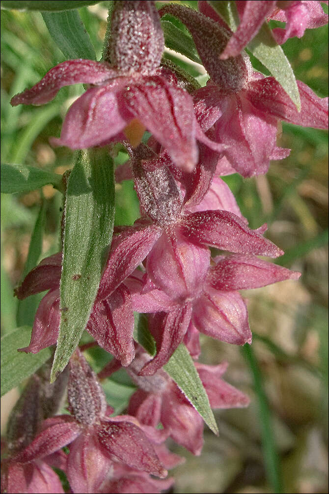 Image of Helleborine