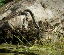 Image of Grass Snake