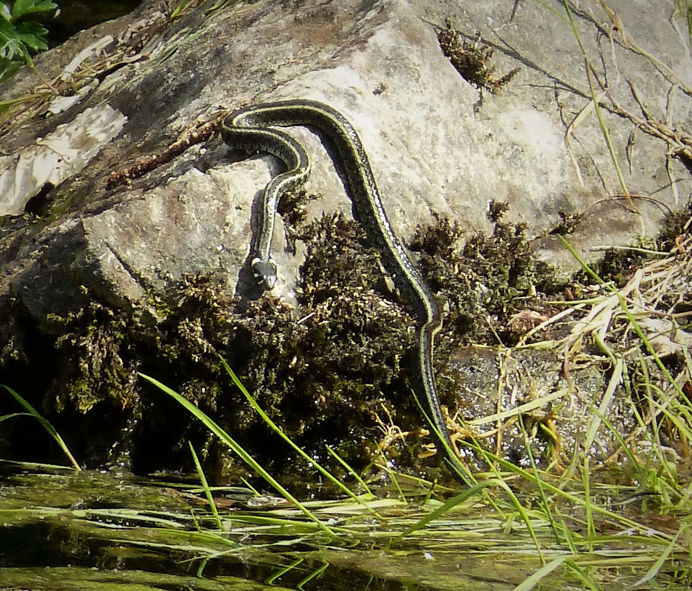 Image of Grass snakes