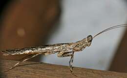 Image of tarachodid mantises