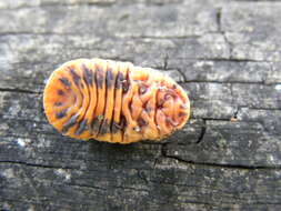 Image of giant scale insects