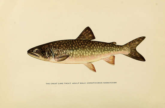 Image of lake trout