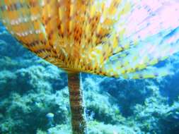 Image of European fan worm