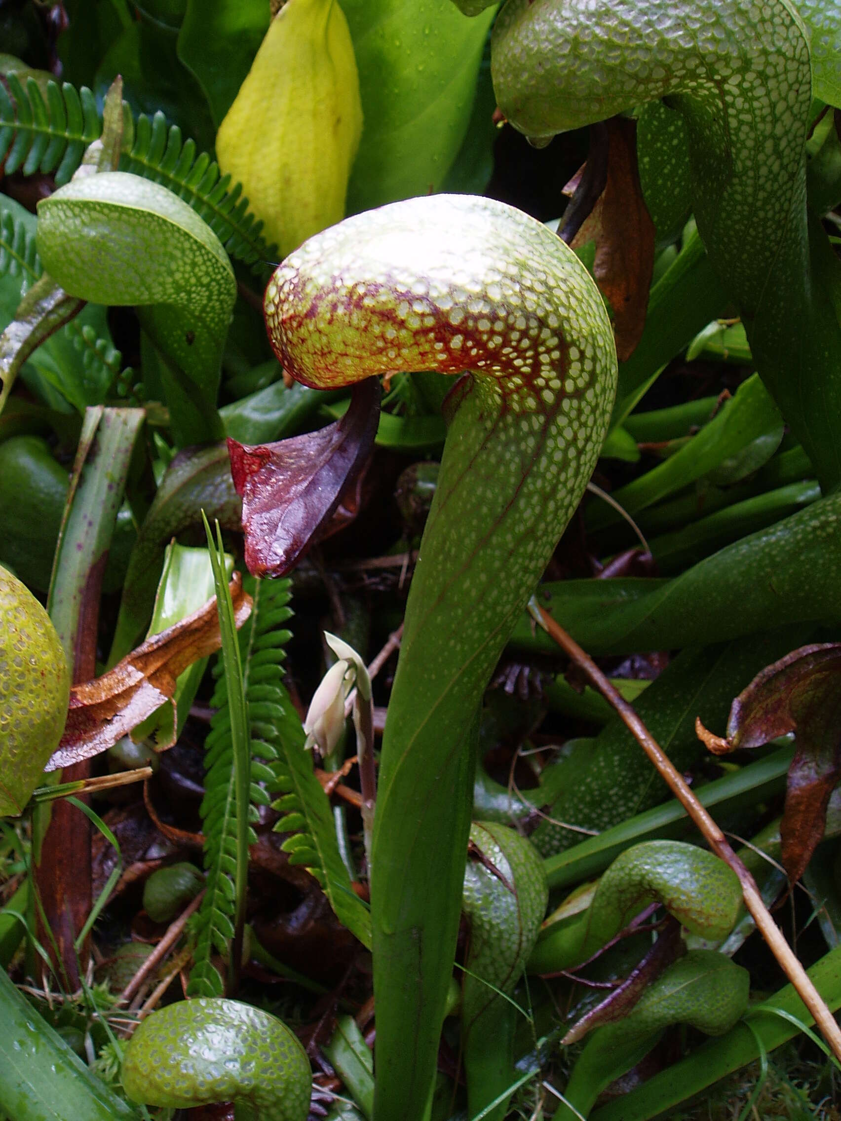 Image of California Pitcher Plant