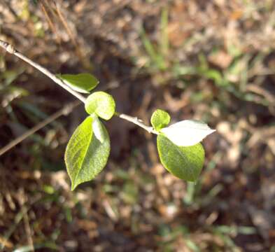 Image de Halesia carolina L.