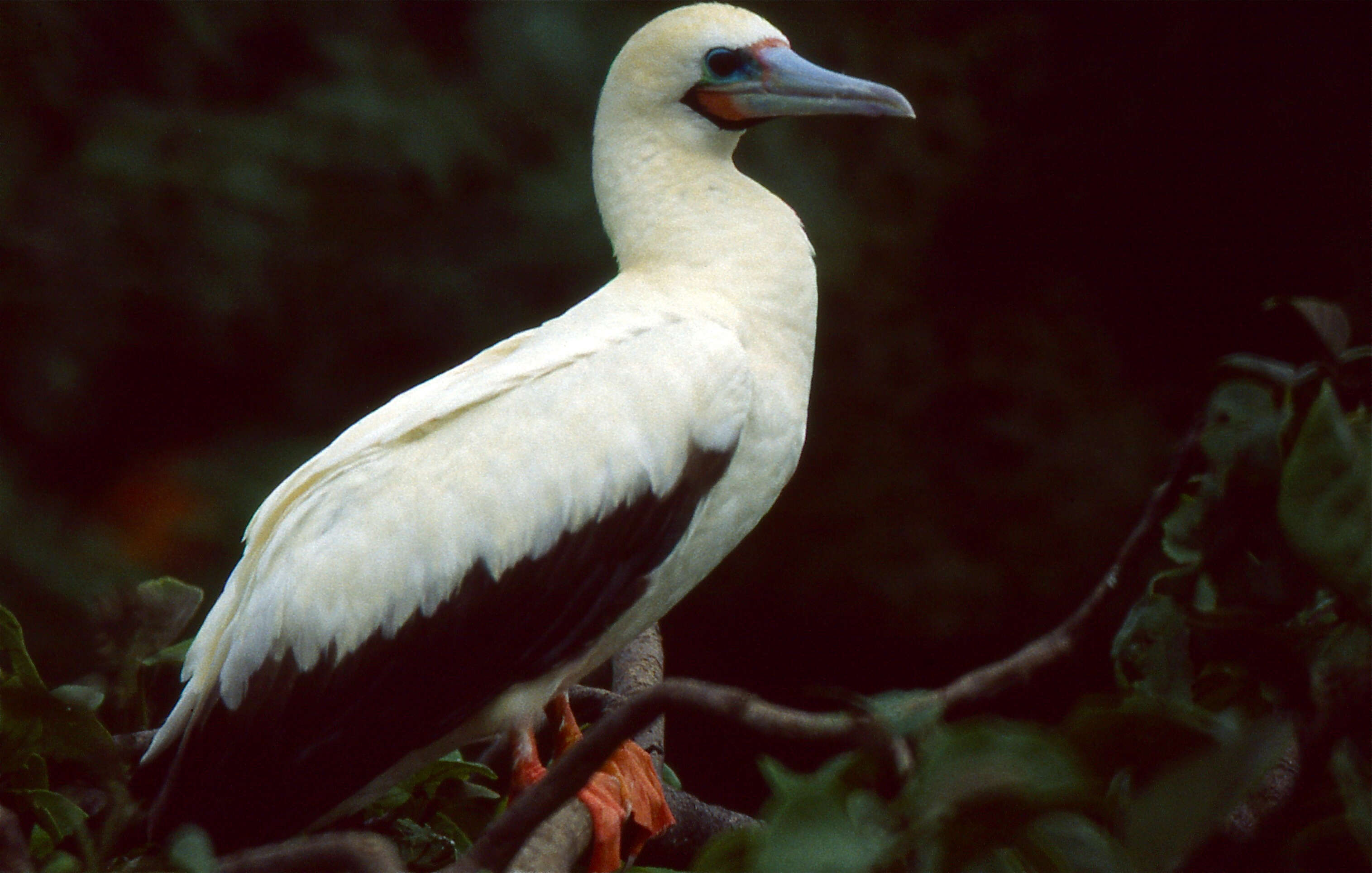 Image of Red-footed Booby