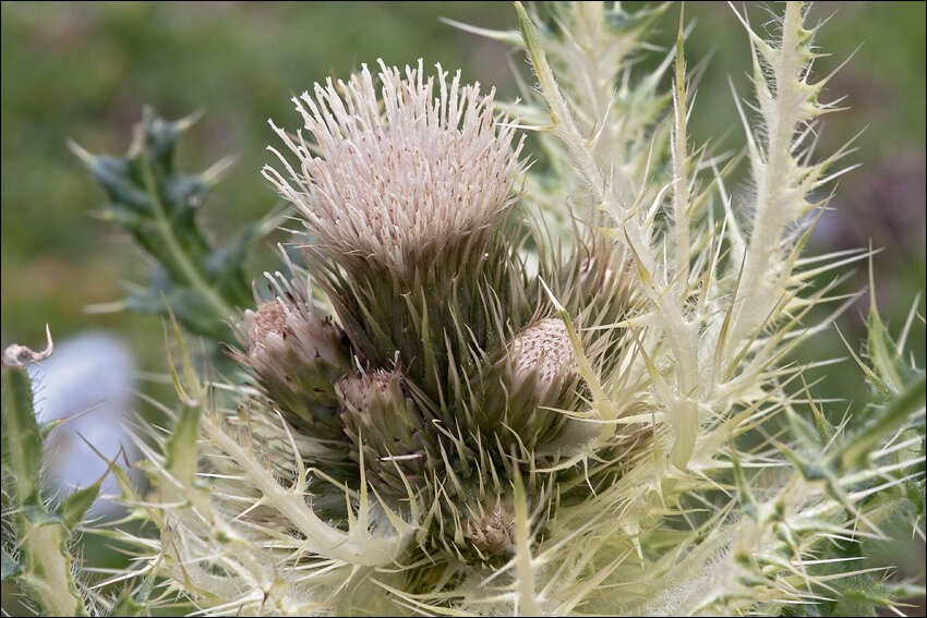 Image of Cirsium spinosissimum (L.) Scop.