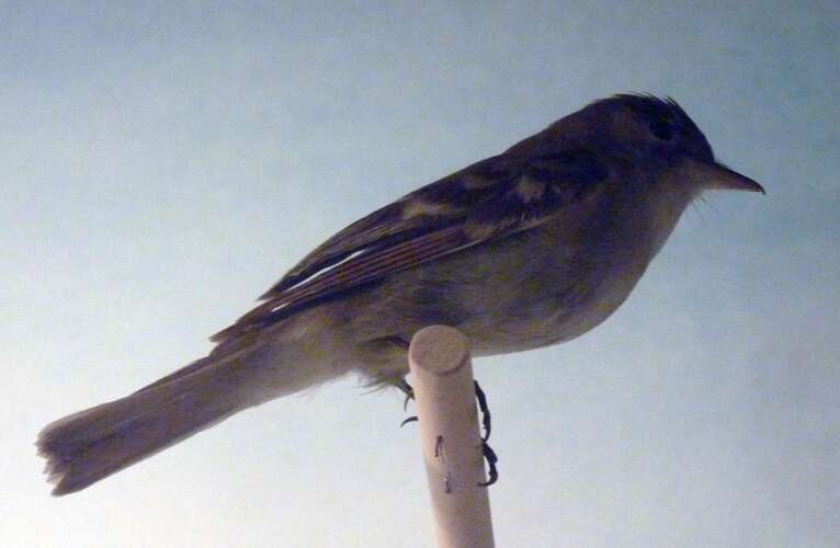 Image of Alder Flycatcher