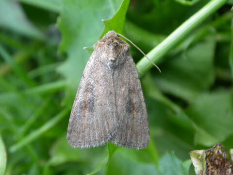 Image of The Mottled Rustic, Brungult Lövfly