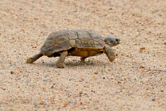 Image of Speke's Hinged Tortoise