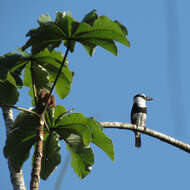 Image of White-necked Puffbird