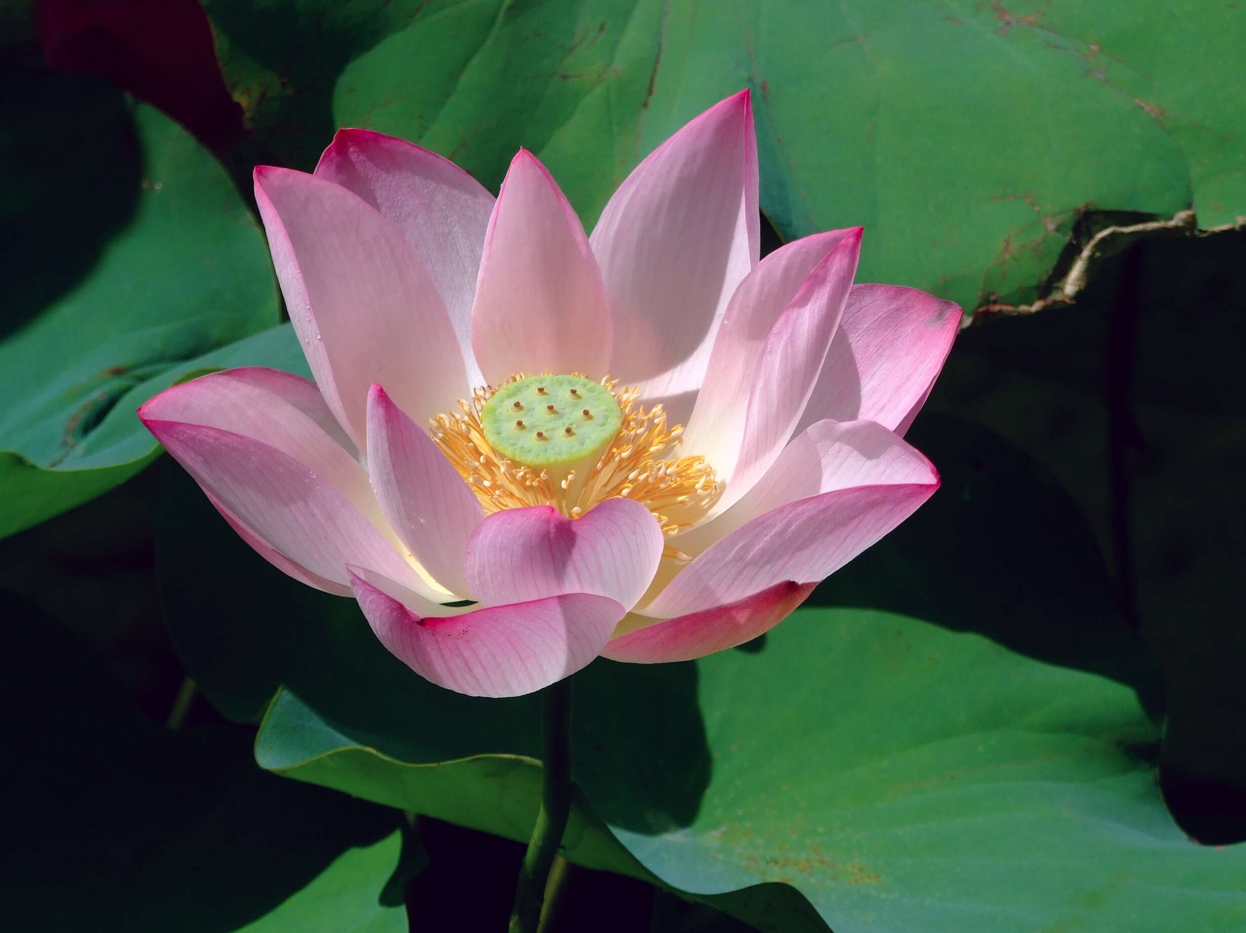 Image of lotus