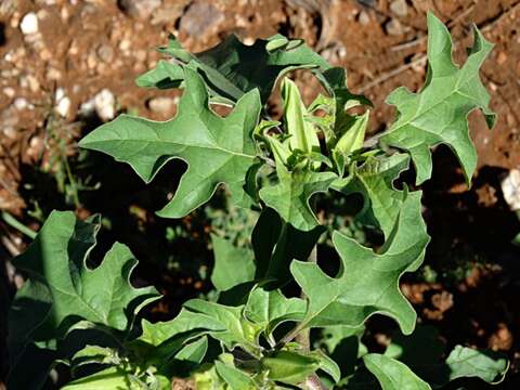 Image of Chinese thorn-apple