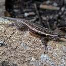 Image of Sceloporus variabilis olloporus Smith 1937