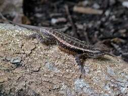 Image of Rose-bellied Lizard