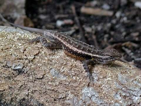 Image of Rose-bellied Lizard