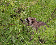 Image of Raccoons