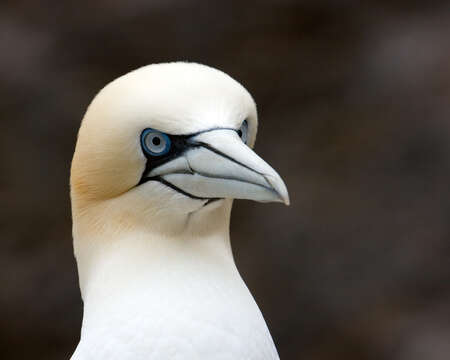 Image of Gannet