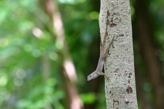 Image of Armoured Anole