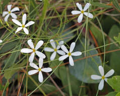 Image of shortleaf rose gentian