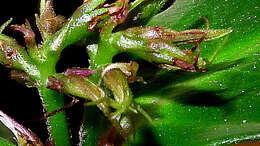 Image of Herpetacanthus