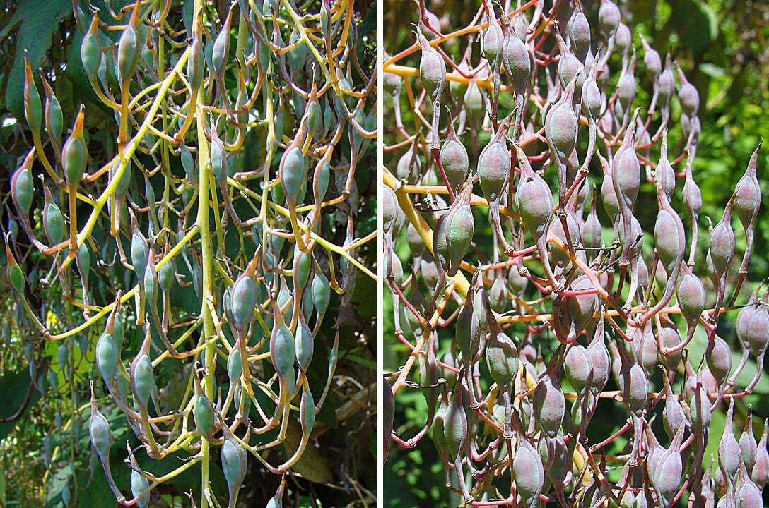 Image of Papaveraceae