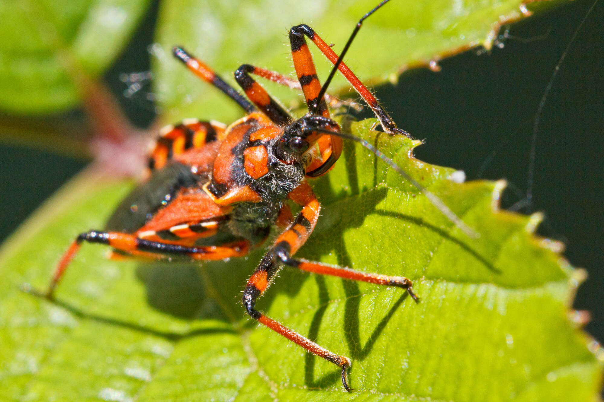 Image of Rhynocoris iracundus (Poda 1761)