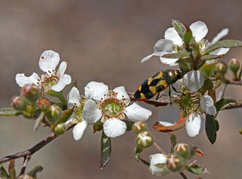 Image of Castiarina