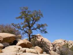 Image of singleleaf pinyon