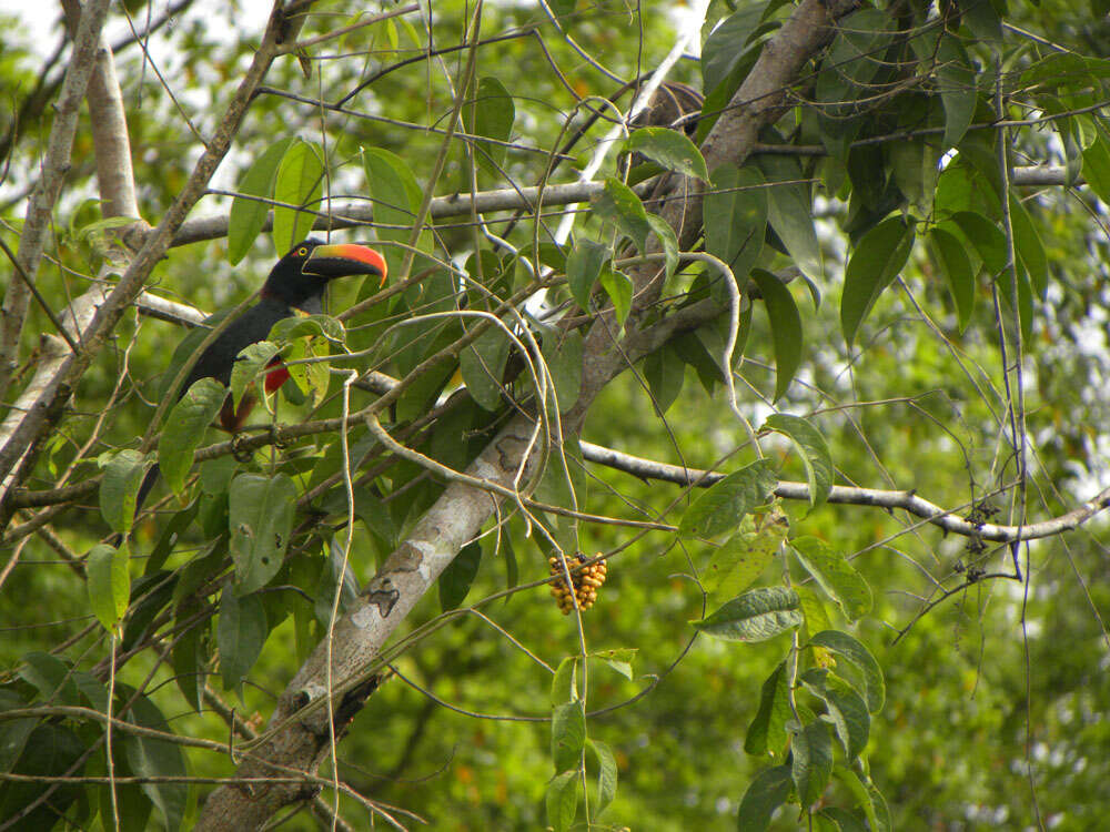 Image of Aracari