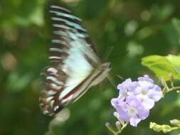 Graphium eurypylus (Linnaeus 1758) resmi