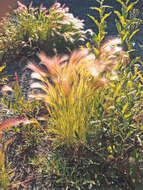 Image of barley