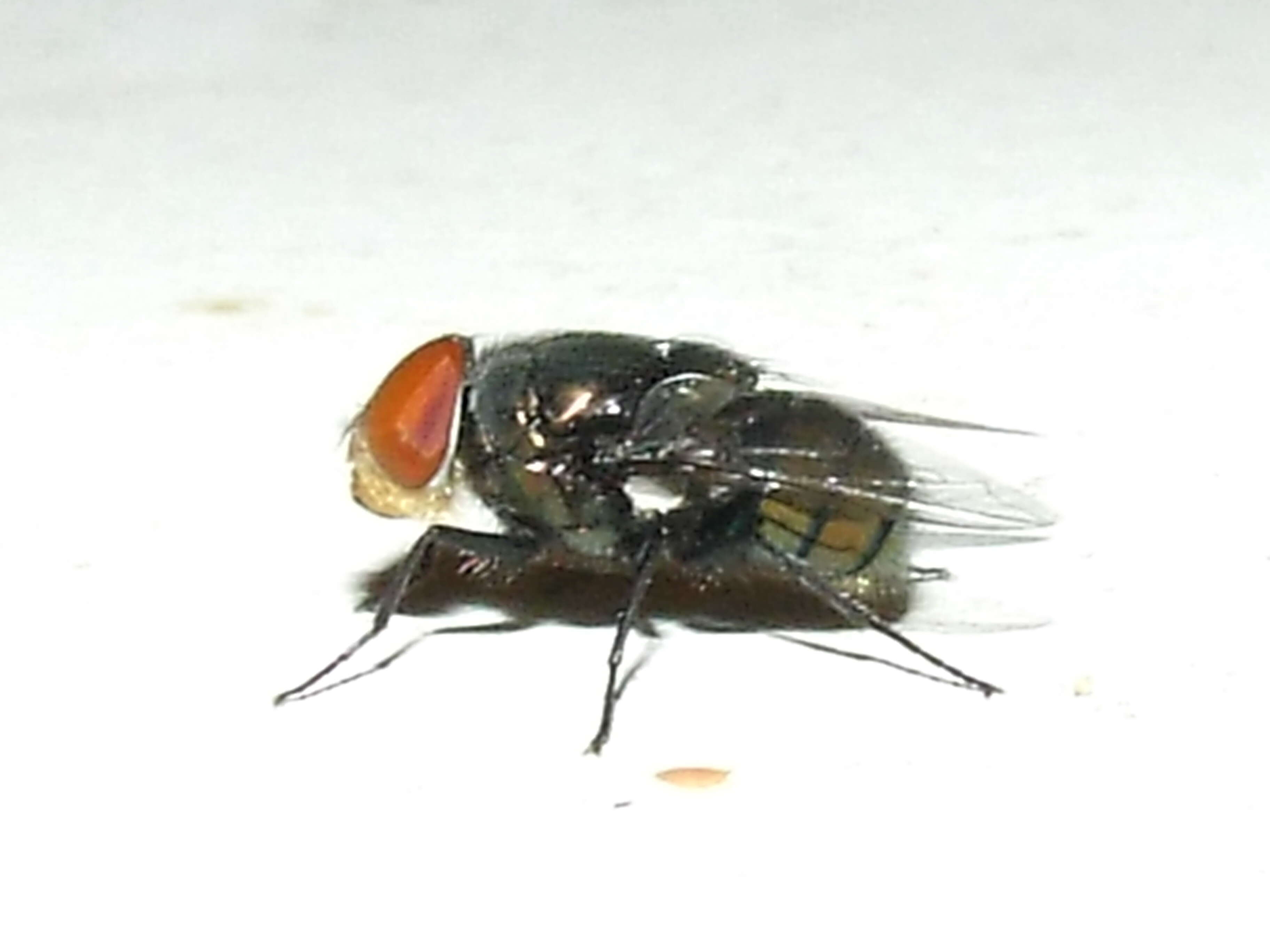 Image of blow flies