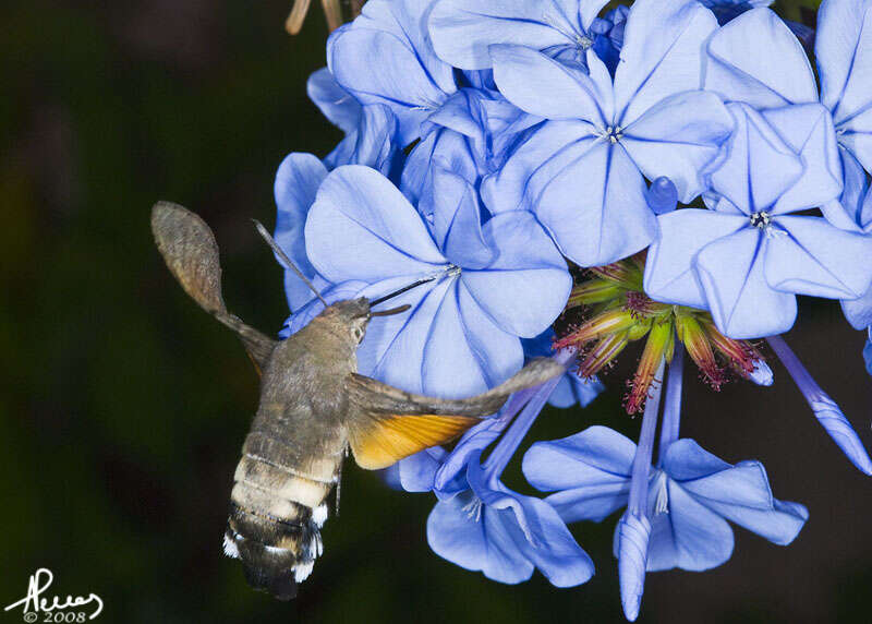 Image of Macroglossum Scopoli 1777