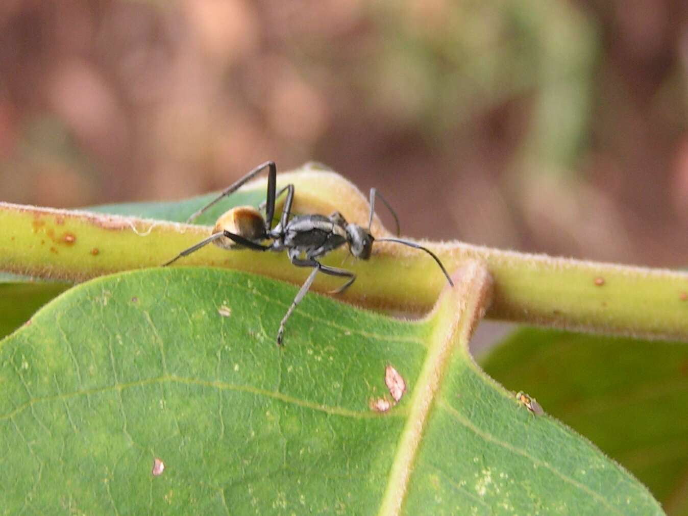 Image of Polyrhachis