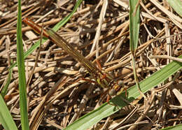 Image of Phanogomphus cavillaris (Needham 1902)