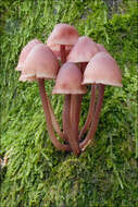 Image of Bonnet Mushroom