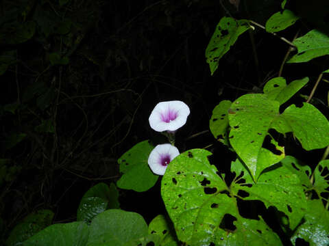 Image of morning-glory