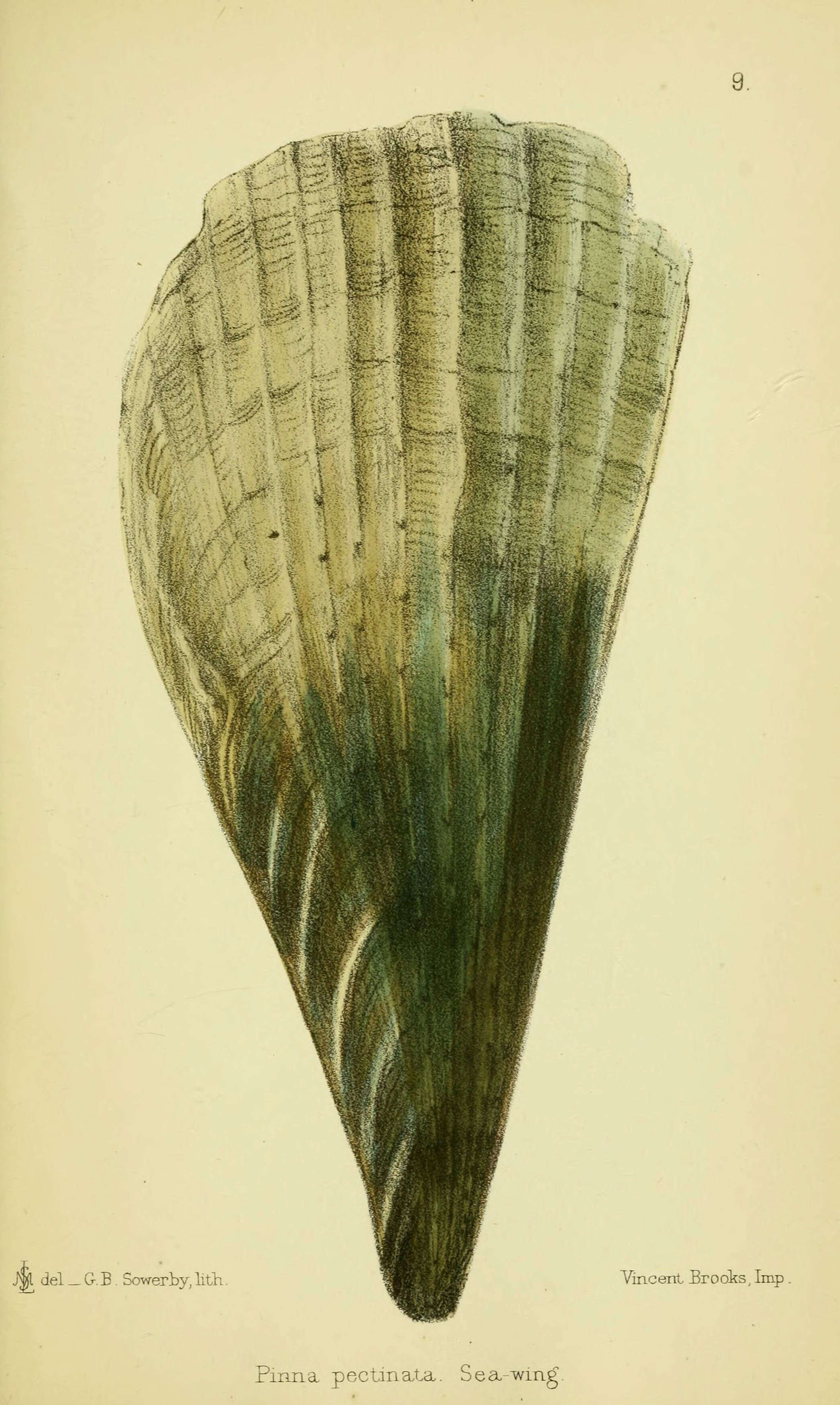 The comb pen shell Atrina pectinata (Linnaeus, 1767) here shown with a