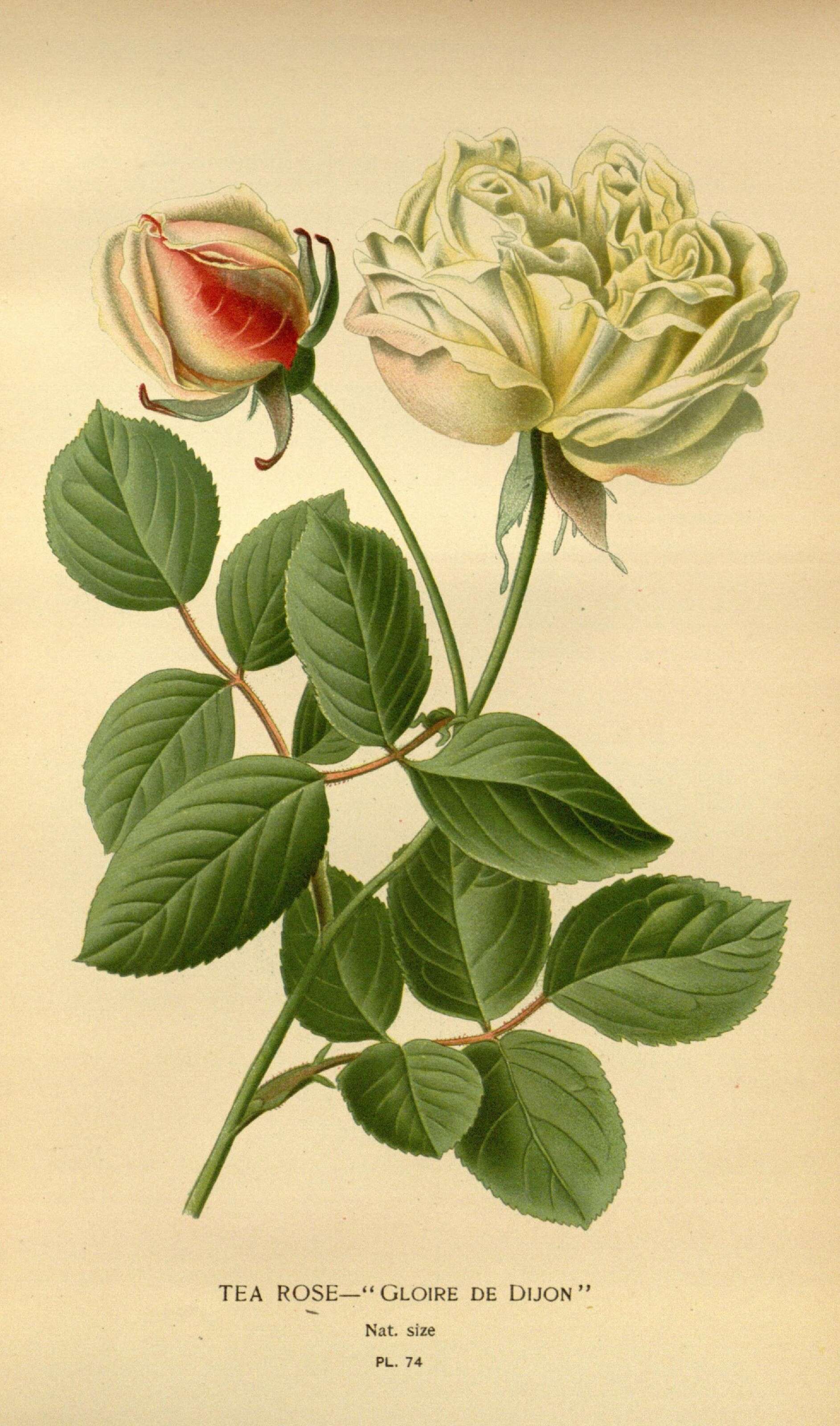 Image of tea rose