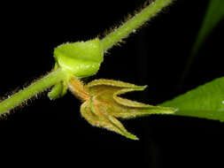 Image of Dalechampia osana Armbr.