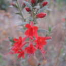 Image of Loeselia mexicana (Lam.) Brand