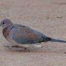 Image of laughing dove