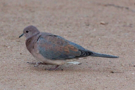 Image of laughing dove