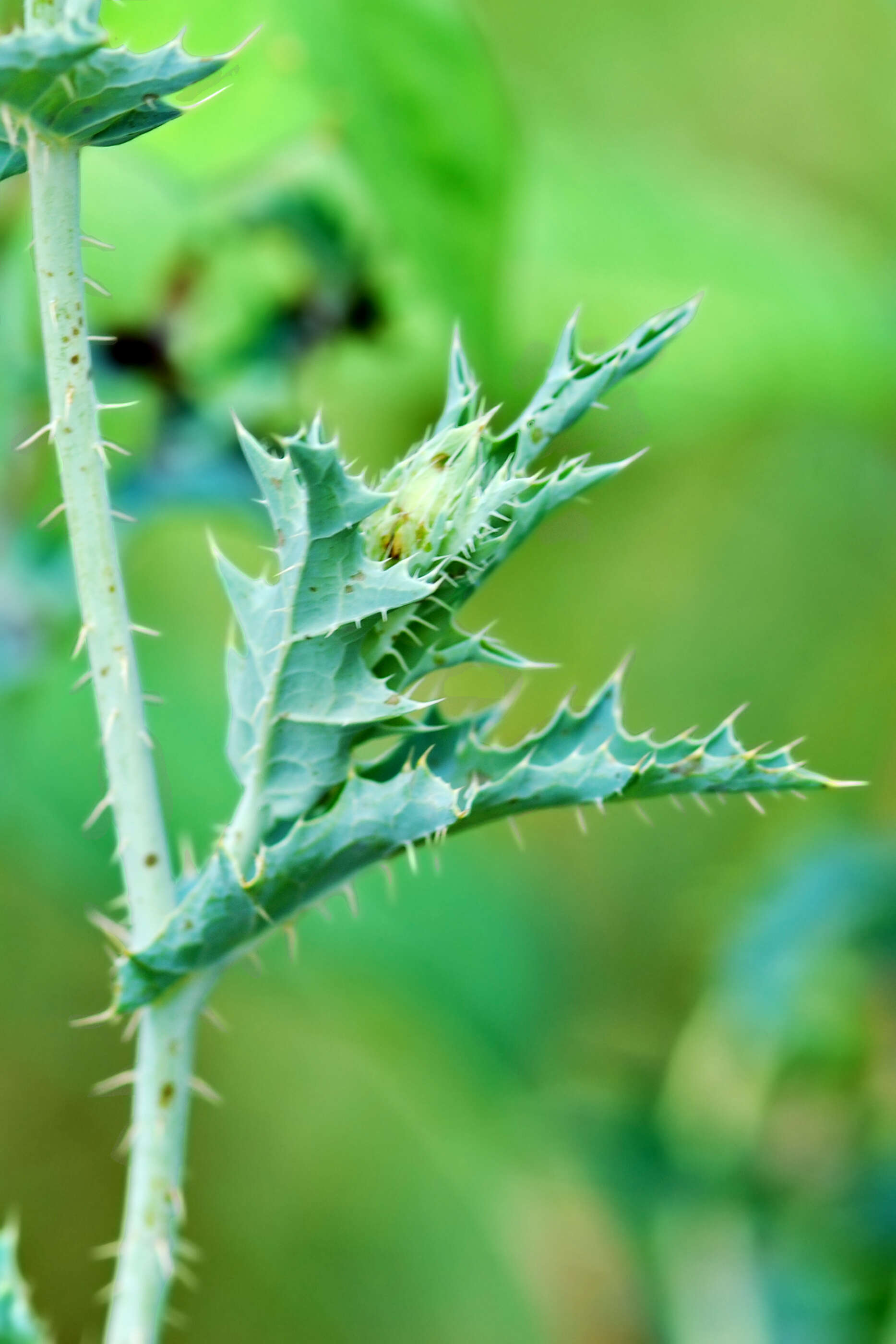 Image of bluestem pricklypoppy