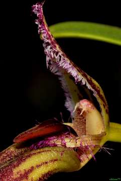 Sivun Bulbophyllum fascinator (Rolfe) Rolfe kuva