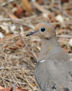 Image of American Mourning Dove