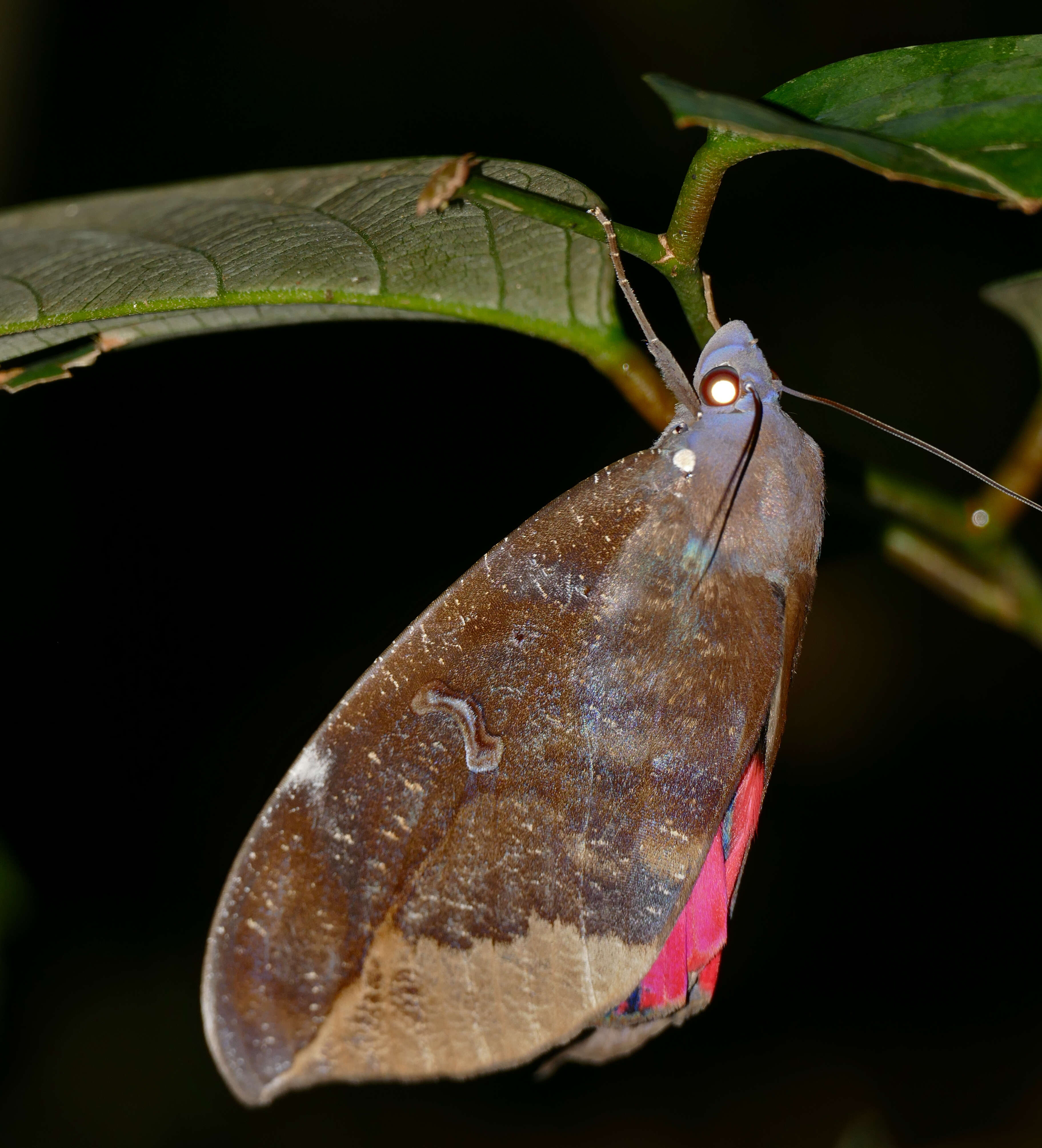 Image of Fruit-piercing Moths