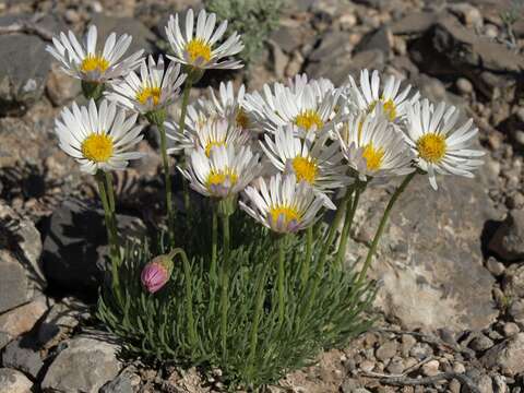 Image de Erigeron compactus Blake